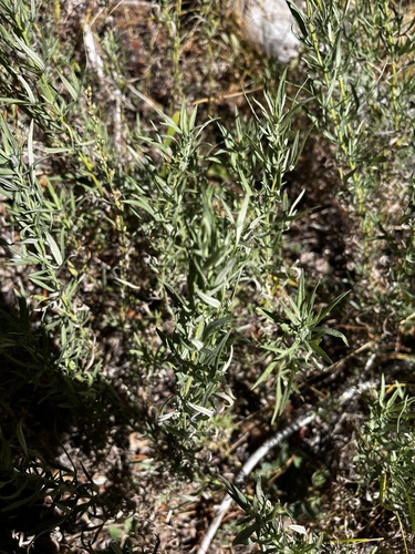 iNaturalist observation photo of willowherbs