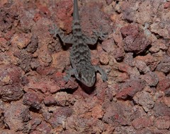 Tarentola gomerensis