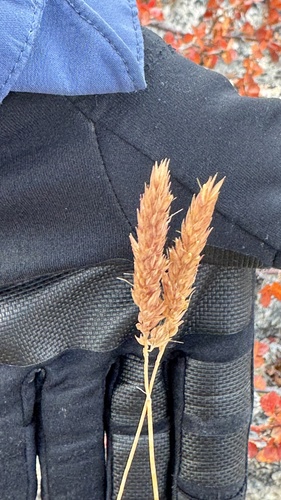 Koeleria spicata, 2026-09-13