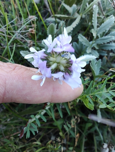 Astragalus agrestis observed 2026-09-10