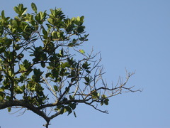 Psittacula cyanocephala