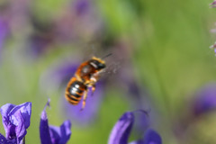 Osmia aurulenta
