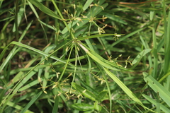Cyperus sphaerospermus