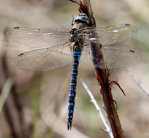 Migrant Hawker