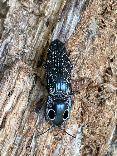 Eastern Eyed Click Beetle