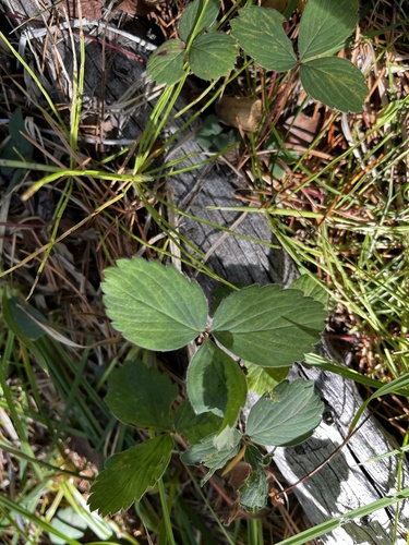 iNaturalist observation photo of strawberries