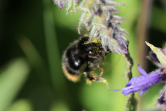 Bombus ruderarius