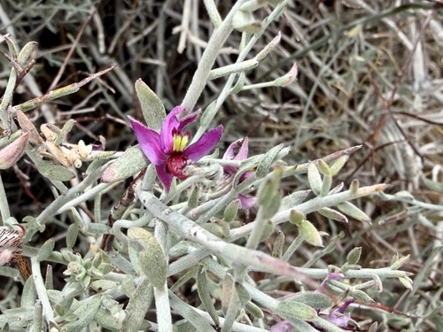 Krameria bicolor, photograph 3