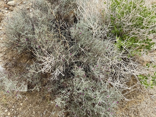 Krameria bicolor, photograph 4