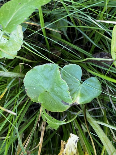 iNaturalist observation photo of elkslip marsh-marigold