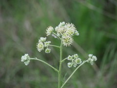 Hymenopappus