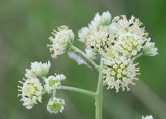 Hymenopappus