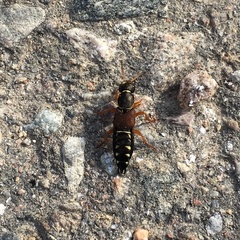 Staphylinus dimidiaticornis