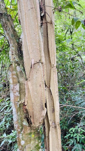 Piptadenia gonoacantha, 2026-09-13