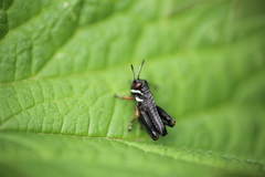 Micropodisma salamandra