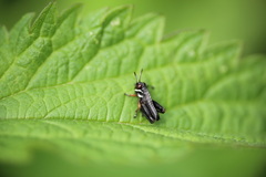 Micropodisma salamandra