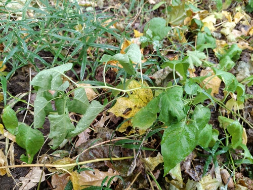 bittersweet nightshade