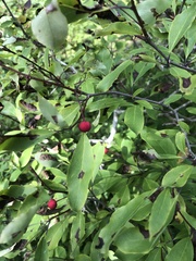 Ilex mucronata, photograph author not stated, no rights reserved