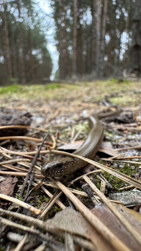 Common Slowworm