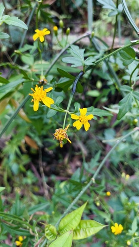 Calea pinnatifida