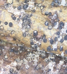 Splanchnonema ampullaceum