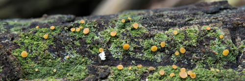 Dimerella lutea image