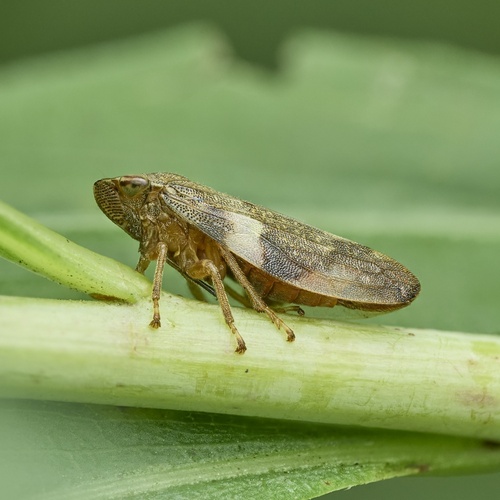 Alder Spittlebug