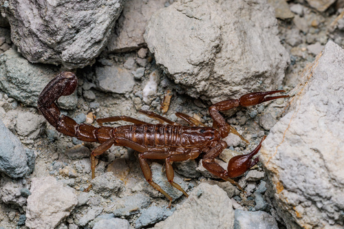 Intermediate Scorpion