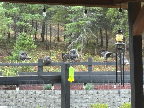 Wild Turkey