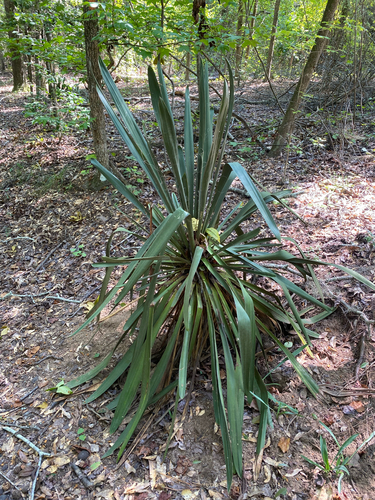 common yucca