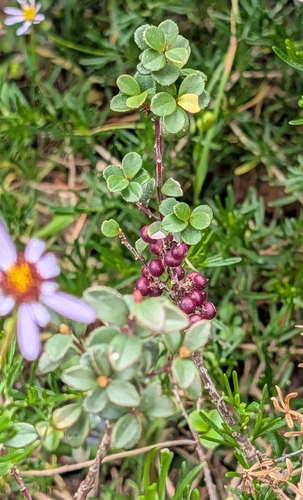 Myrsine africana