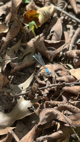 Blue-fronted Dancer