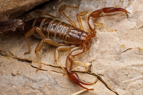 Intermediate Scorpion