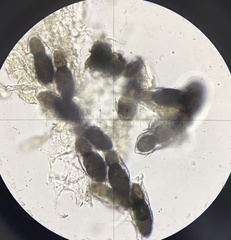 Splanchnonema ampullaceum