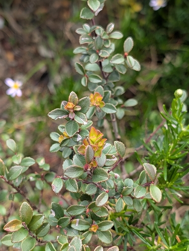 Myrsine africana, photograph 2