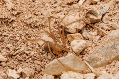 Big Bend Recluse