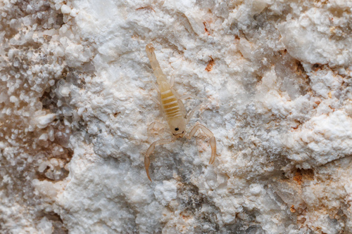 Vaejovis intermedius