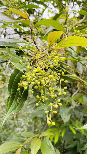 Miconia pusilliflora