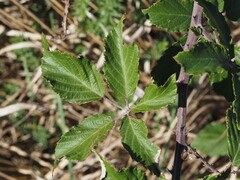 Rubus ulmifolius, photograph (c) Louis Aureglia, some rights reserved (CC BY)