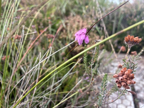 Cross-leaved Heath