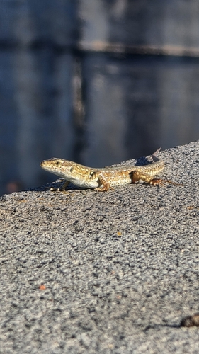 Italian Wall Lizard