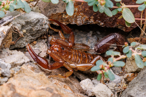 Intermediate Scorpion