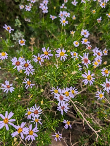 Felicia fruticosa, photograph 3