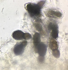 Splanchnonema ampullaceum