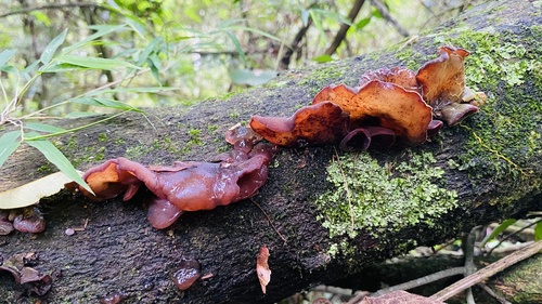 Auricularia fuscosuccinea