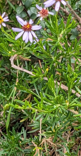 Felicia fruticosa, photograph 4