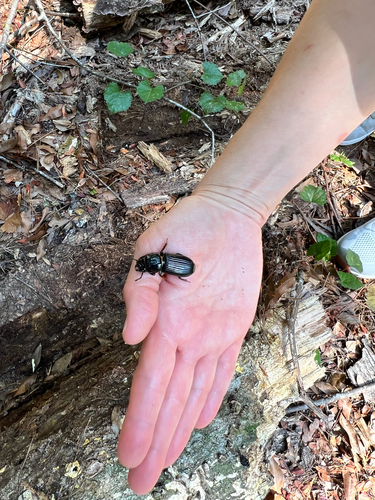Horned Passalus Beetle