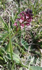 Neotinea ustulata ustulata
