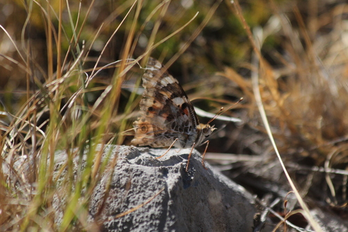 Painted Lady