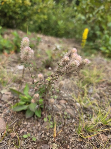 rabbitfoot clover